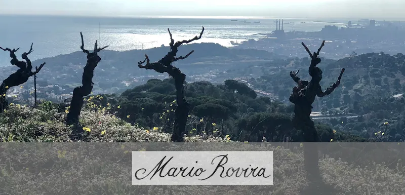 Mario Rovira Viticultor - Viñedo en Cádiz - foto 2