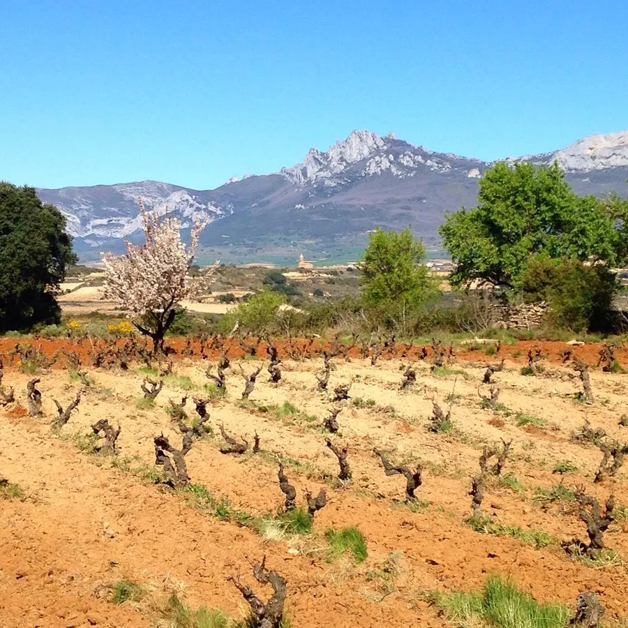 Bodega Lanzaga
