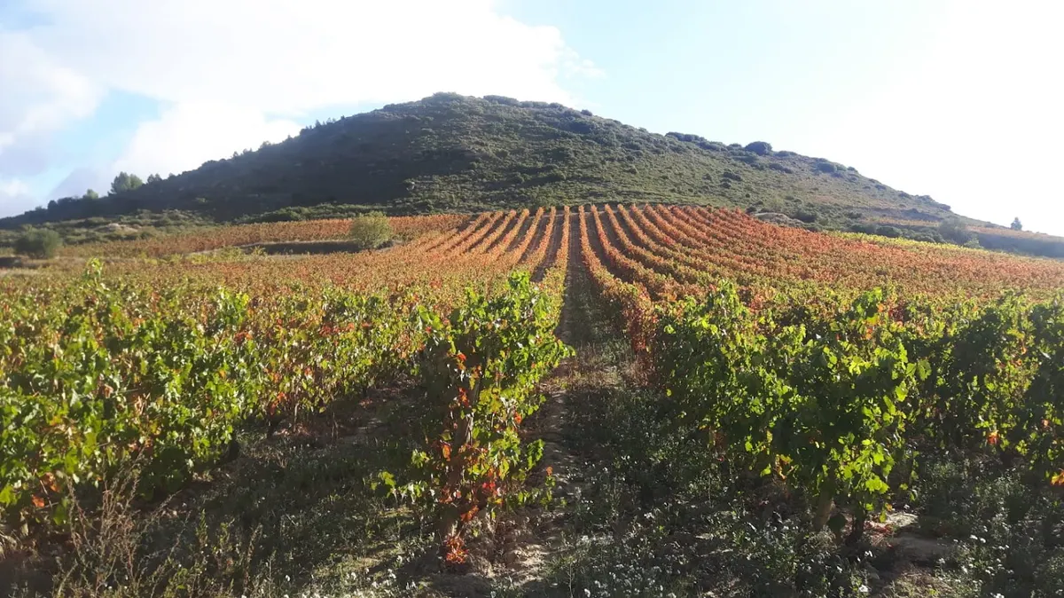 bodegas garrido medrano