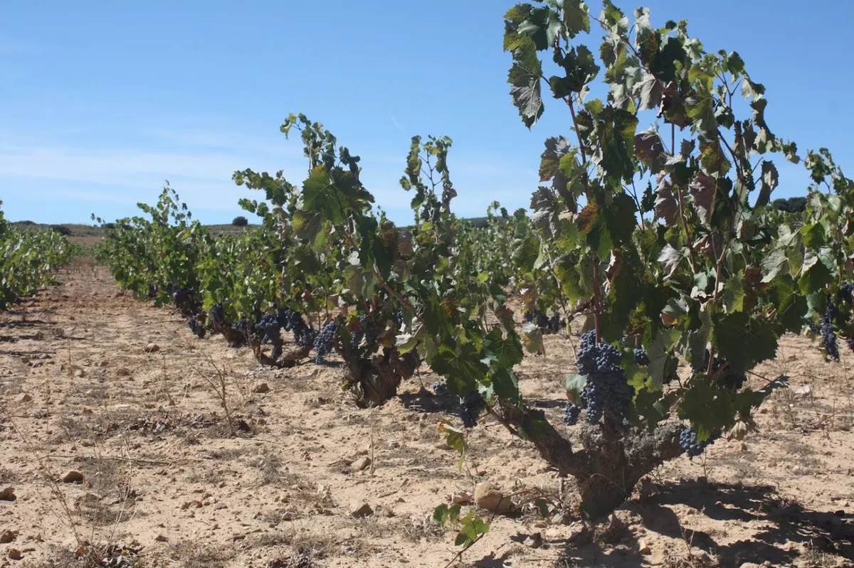 Matamangos BODEGAS - Almansa