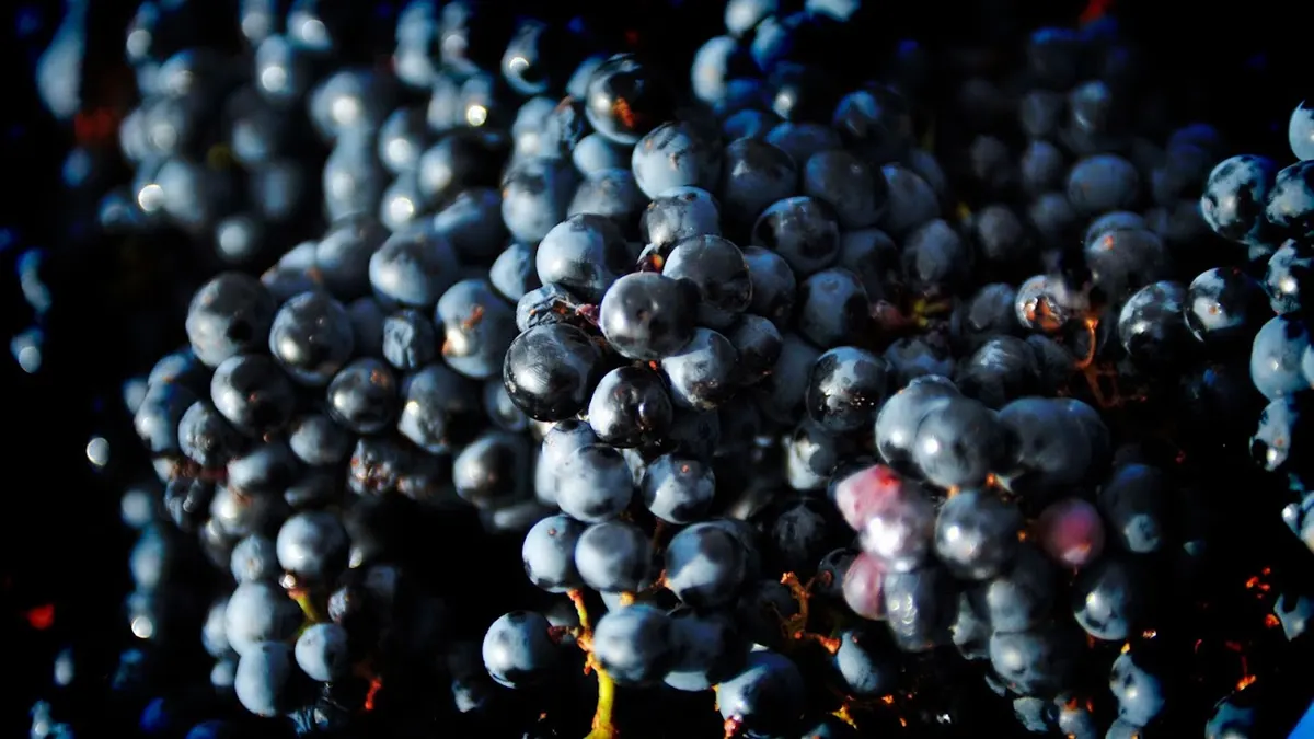 Bodega Manzaneque - Albacete