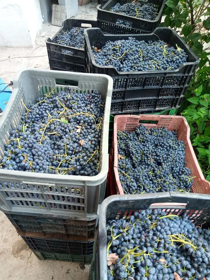 Bodegas Locuaz - Villarrobledo