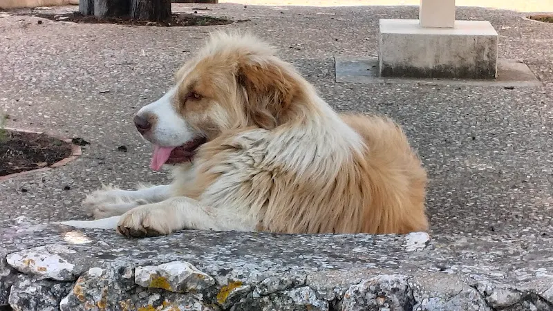 Bodega Mas l'Altet - Ontinyent