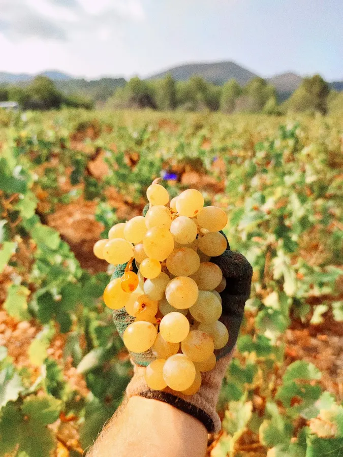 Bodega CAP DE NIT