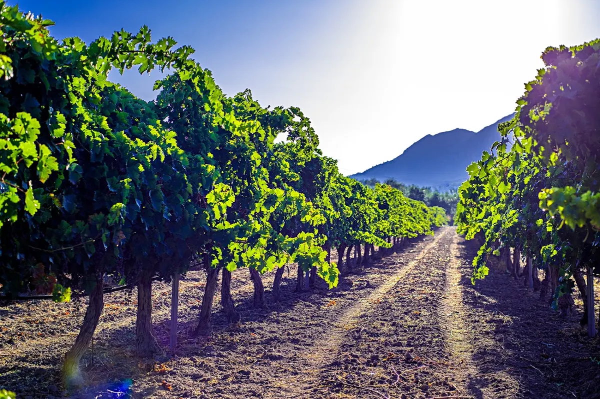 Bodega Celler Gurgu S.L - Bodega en Alcoy