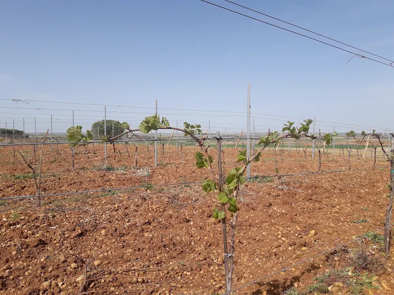 Verdejo 5000 - Viñedo en Medina del Campo - foto 2