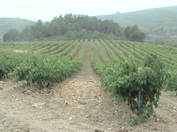 Finca Brugas - Heretat Lluch