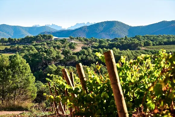 Celler Pla de Morei