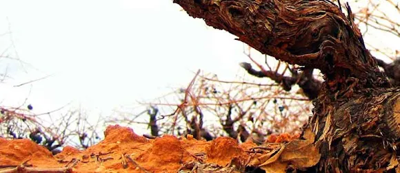 Bodegas y Viñedos Gallego Zapatero S.L.
