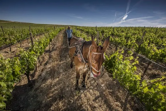 bodegas marta maté - Tubilla del Lago