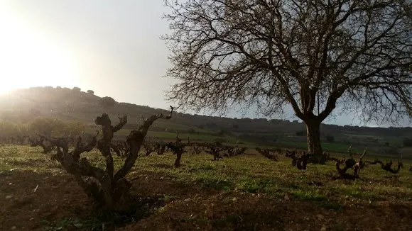 Buen Camino (Bodega) - Aranda de Duero