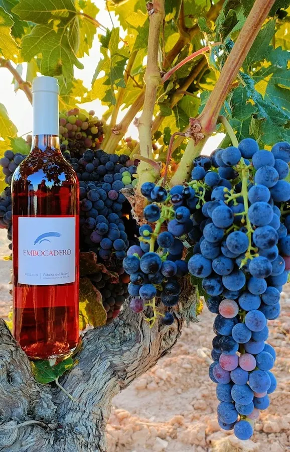 Bodega Cooperativa San Pedro Regalado
