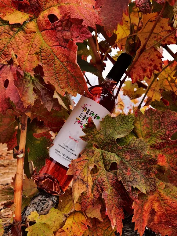 Valreinas Viñedo y Bodega S.L. - Aranda de Duero