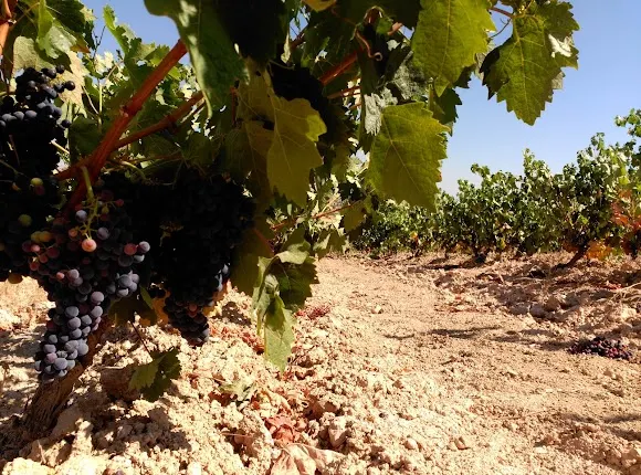 BODEGAS DE BLAS SERRANO
