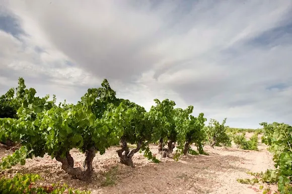 Bodegas Arrocal