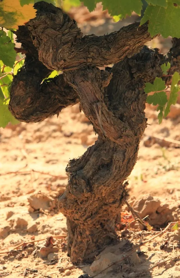 Bodegas Vinum Vitae