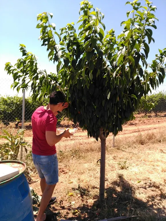 Bodegas Carrillo García SL