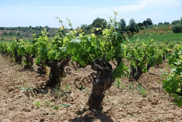 Vinícola de la Ribera del Duero