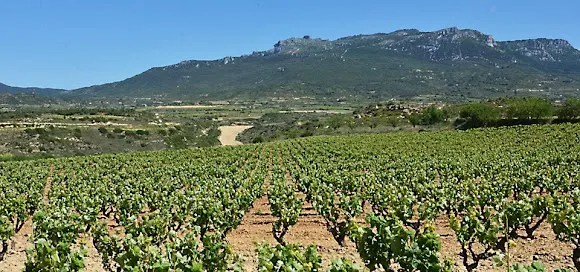 Bodega Viña Ane "Monge - Garbati"