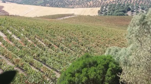 Hacienda Parrilla Alta - Medina Sidonia