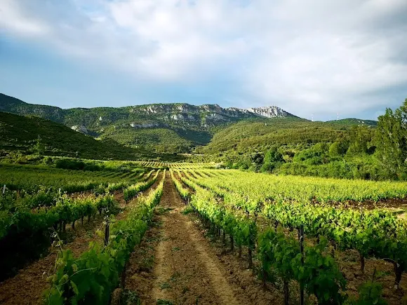Bodegas Puelles - Abalos