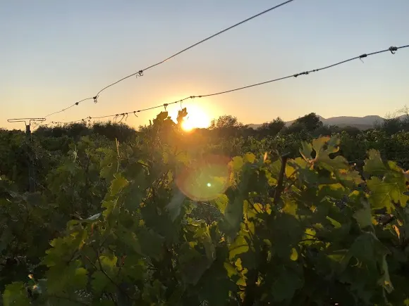 Bodega Castells I Montoliu - Oropesa del Mar