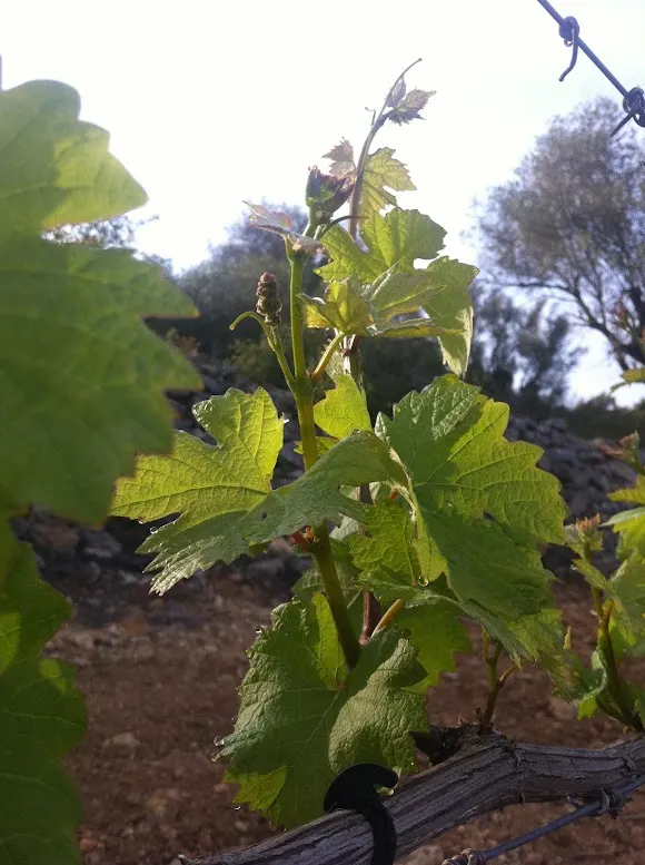 Bellmunt i Oliver Viticultors - Ildum Vinarius - Benicàssim