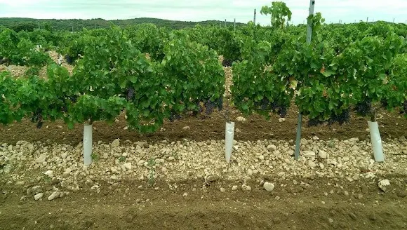 Bodega Tierramaestrazgo - Mas de las Matas