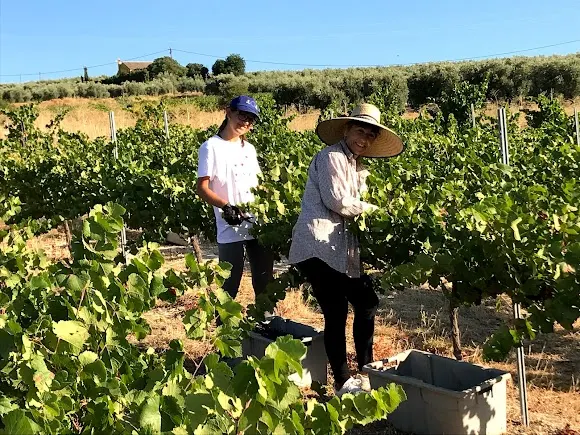 Marenas Viñedo y Bodega / Vinos Naturales