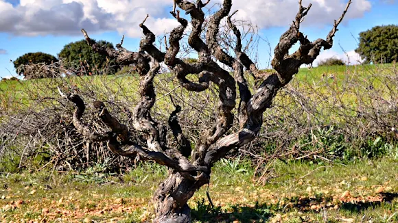 LA NIÑA DE CUENCA - Quintanar del Rey
