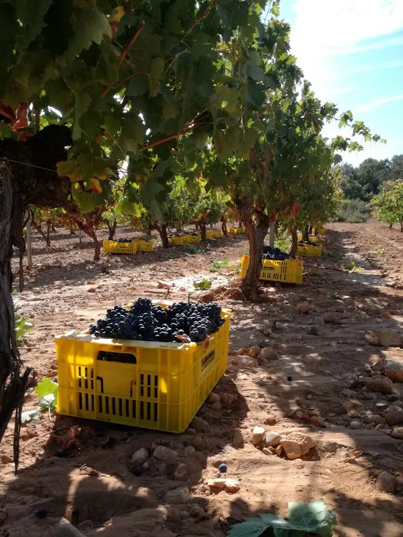 BODEGAS Y VIÑEDOS DE RUCA, SL - Motilla del Palancar