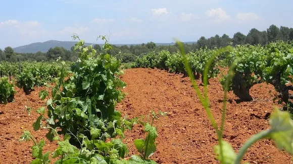 Bodega Vilarre Vinum - Requena