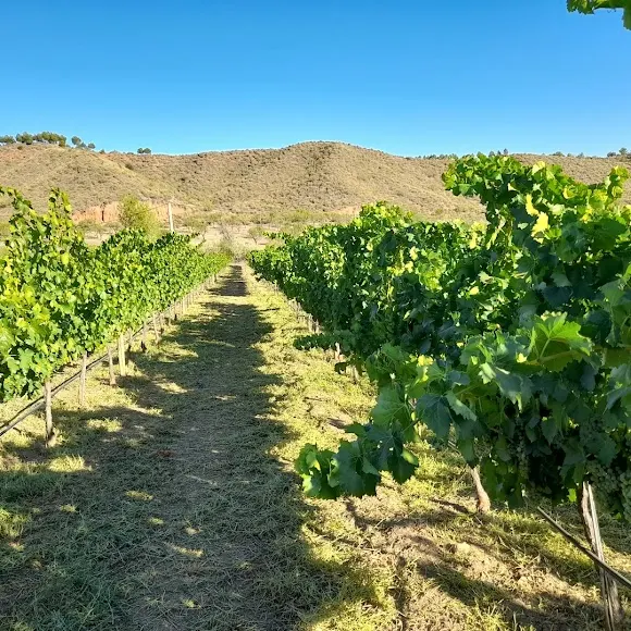 bodega cauzon, vino natural