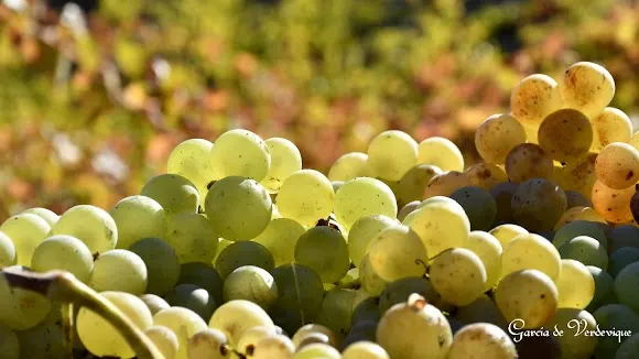 Bodega García de Verdevique - Albondon