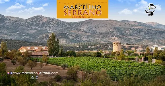 BODEGA: Viñedos y Bodega Marcelino Serrano - Alcalá la Real