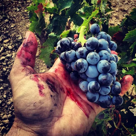 BODEGA EL VINO DEL DESIERTO