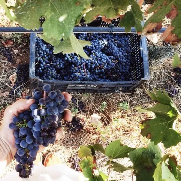 VINS GALMÉS I RIBOT - Santa Margalida