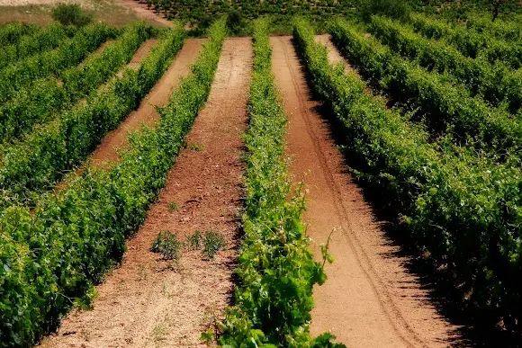 Vinos Cantauri | Bodegas Alonso Gonzalez S.L.