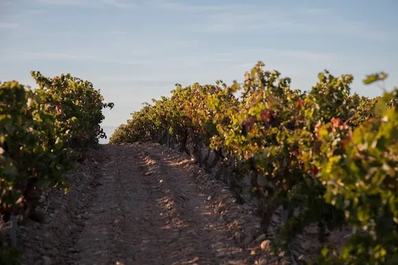 BODEGAS D. MATEOS - Calahorra