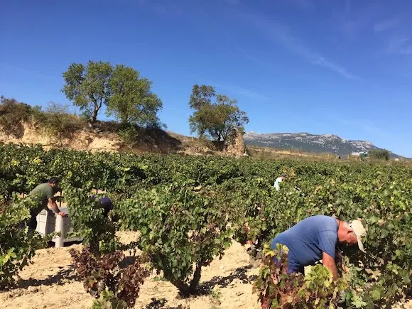 Bodegas Valdelacierva - D.O.5 Hispanobodegas S.L.