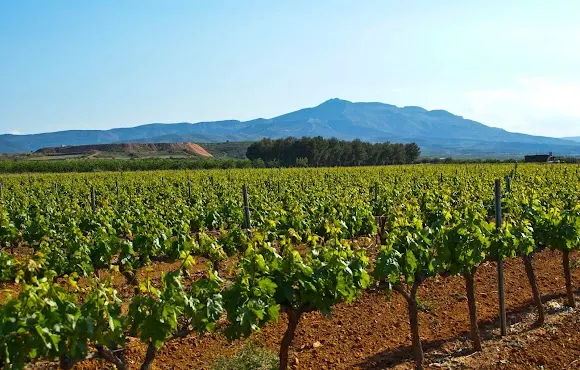 Tienda/Bodega Vico - Arnedo