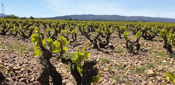 Finca Vistahermosa - Enoturismo - Arnedo