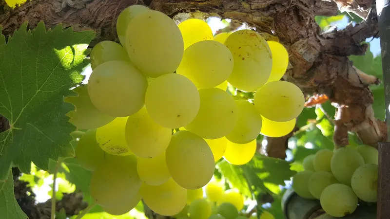 Bodegas Tunte - Santa Lucia de Tirajana