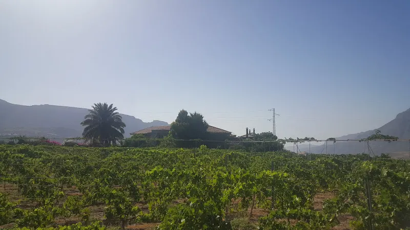 Bodegas Tunte - Bodega en San Bartolomé de Tirajana - foto 2