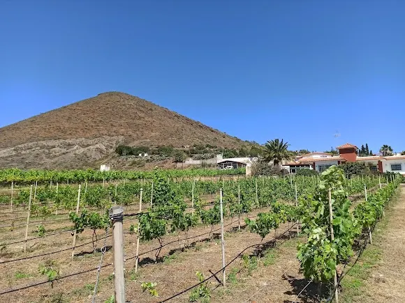Bodega Hinojo - Telde