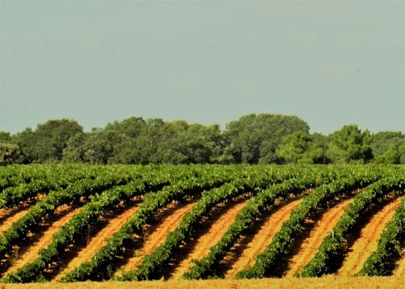 Bodega La Viña de los Pasaderos - León