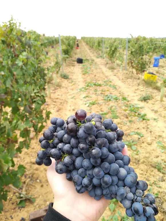 Bodega 100 Cepas - León