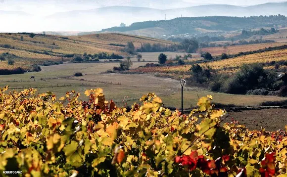 Vinos Valtuille S.L. - Ponferrada