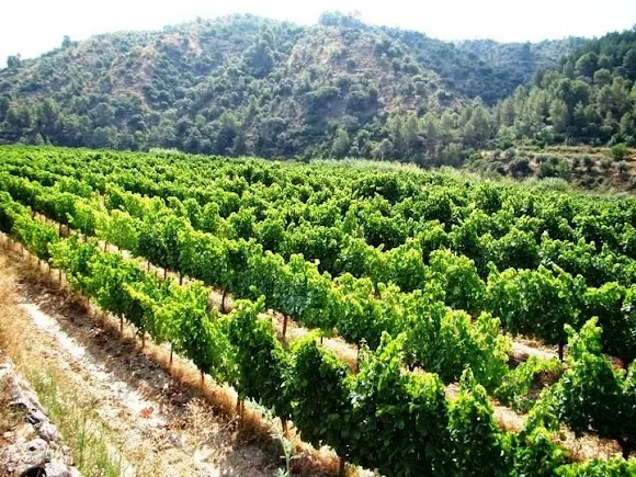 Piñol & Sabaté Viticultors
