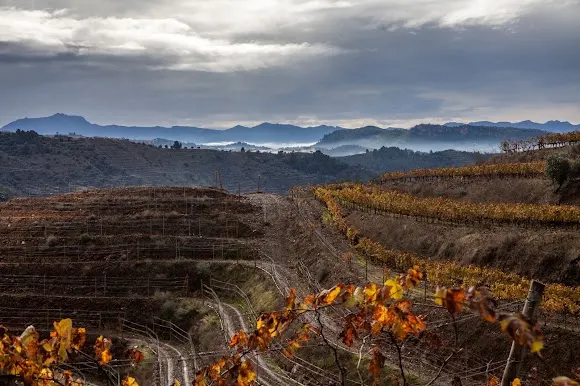 Celler Cesca Vicent S.A.